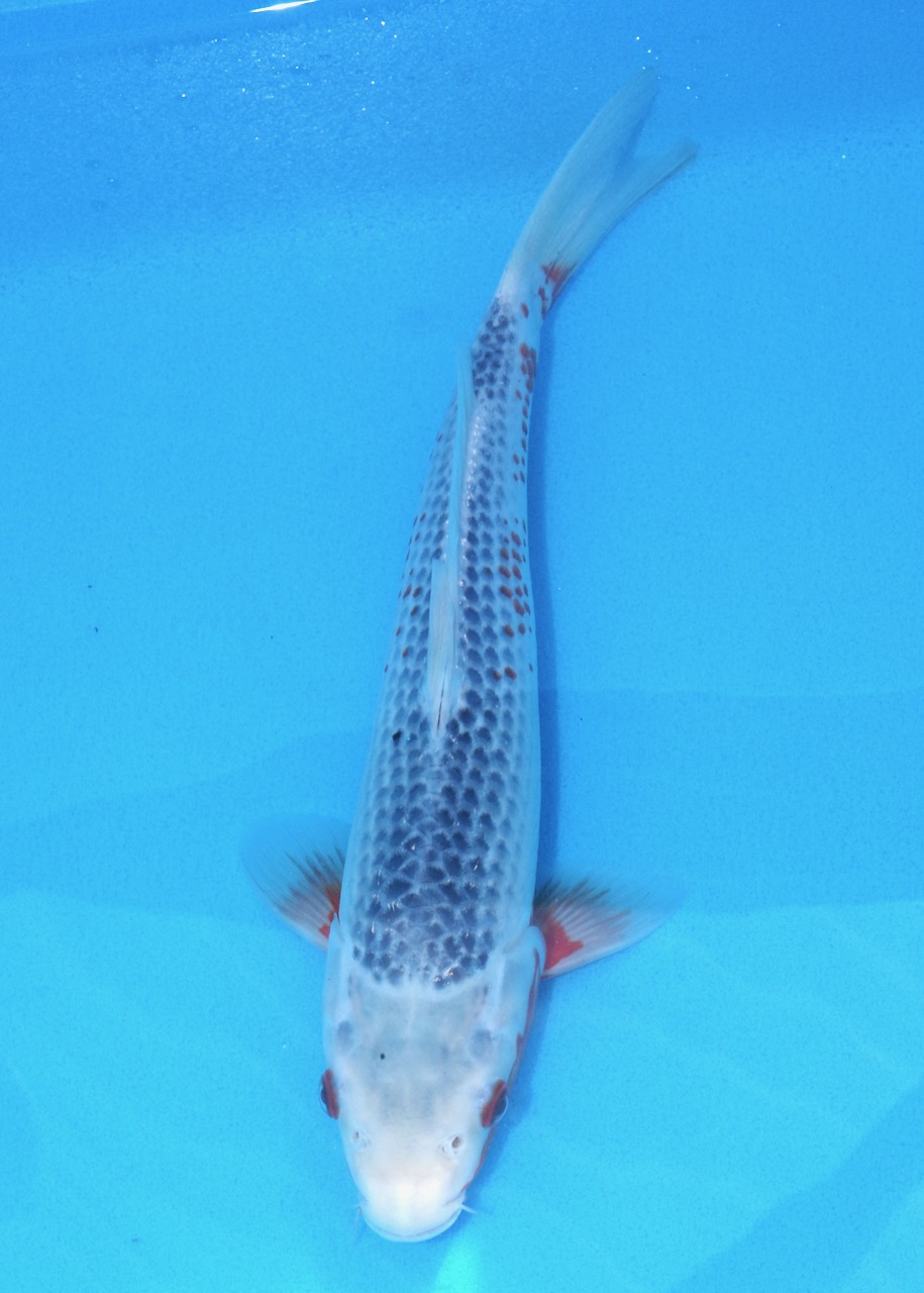 31cm Asagi REF SRR01-051