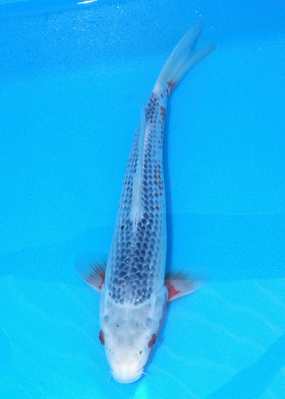 31cm Asagi REF SRR01-051