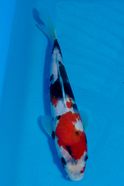 27cm Showa REF SRL03-071