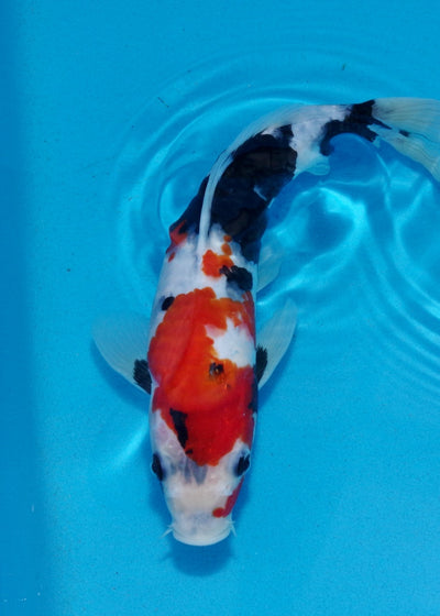 27cm Showa REF SRL03-071