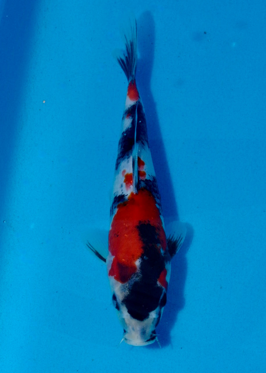 25cm Showa REF SRL03-072