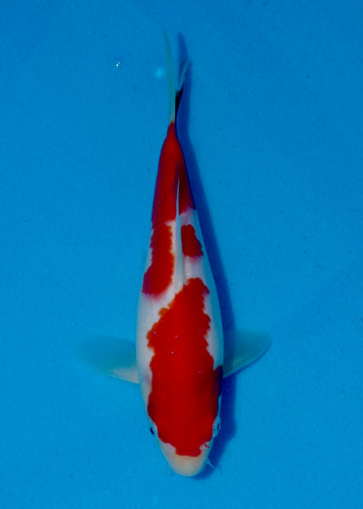 23cm Kohaku REF SRL03-075