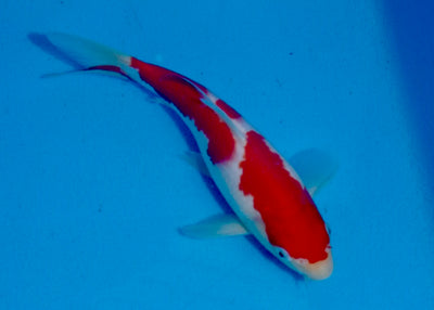 23cm Kohaku REF SRL03-075