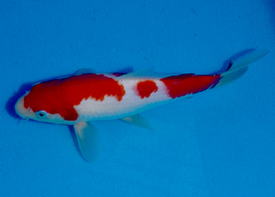 23cm Kohaku REF SRL03-075