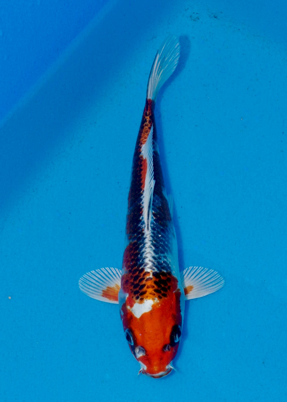 23.5cm Kujaku REF SRL03-076