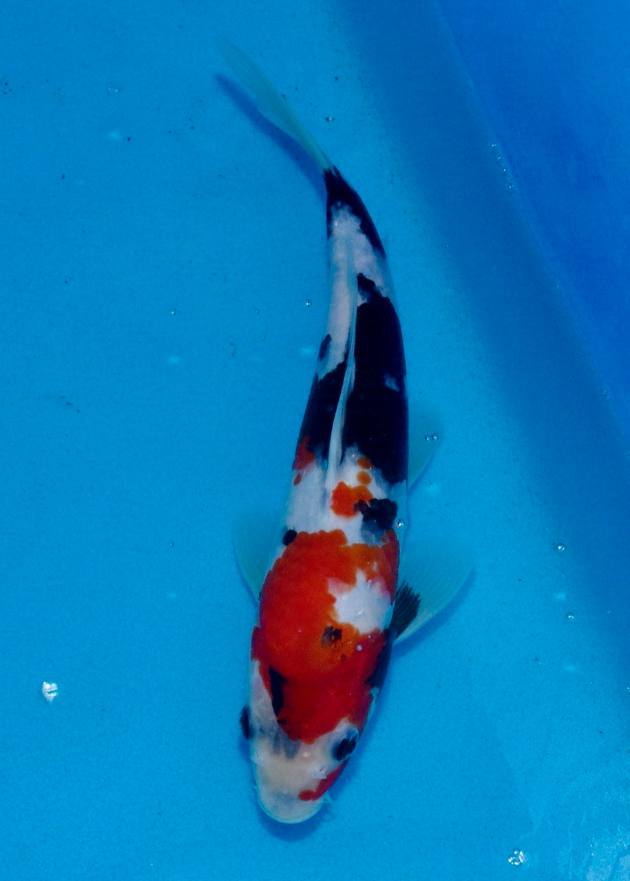 27cm Showa REF SRL03-071