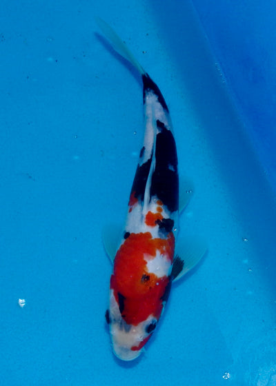 27cm Showa REF SRL03-071