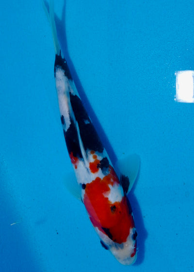 27cm Showa REF SRL03-071