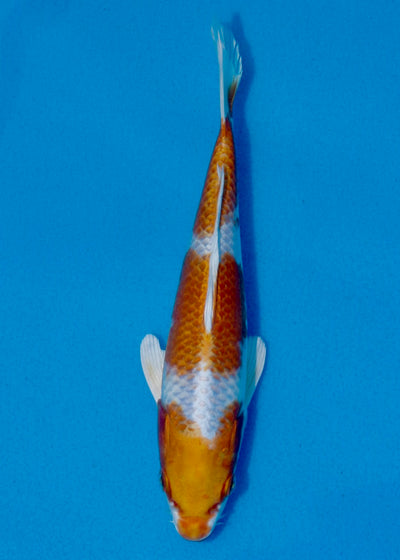 21cm Sakura Ogon REF SRL03-084