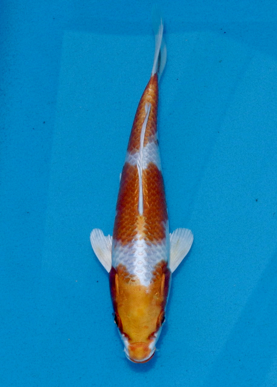 21cm Sakura Ogon REF SRL03-084