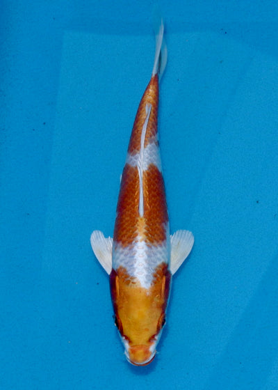 21cm Sakura Ogon REF SRL03-084