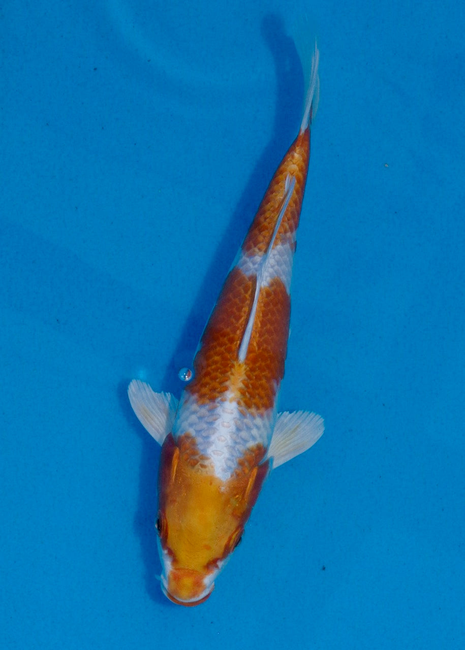 21cm Sakura Ogon REF SRL03-084