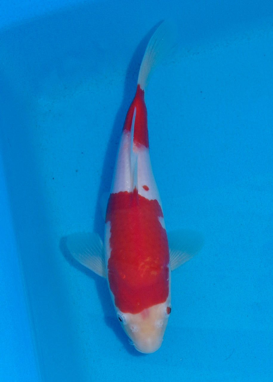 25.5cm Kohaku REF SRL03-089