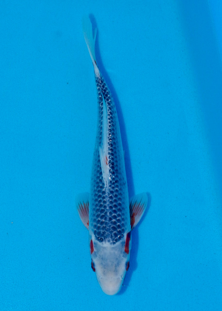 31cm Asagi REF SRL03-078