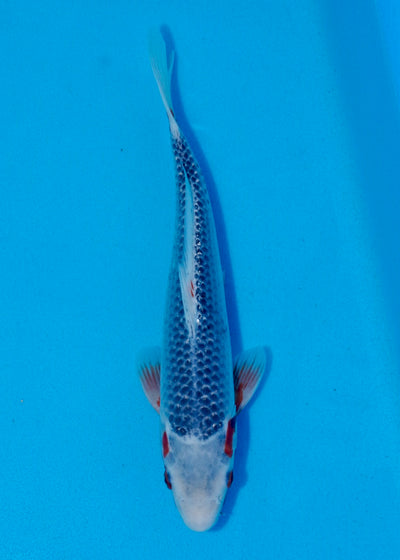 31cm Asagi REF SRL03-078