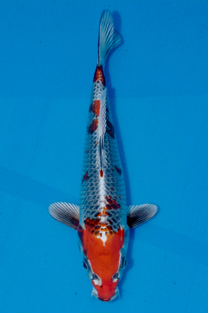 30cm Kujaku REF SRL03-092