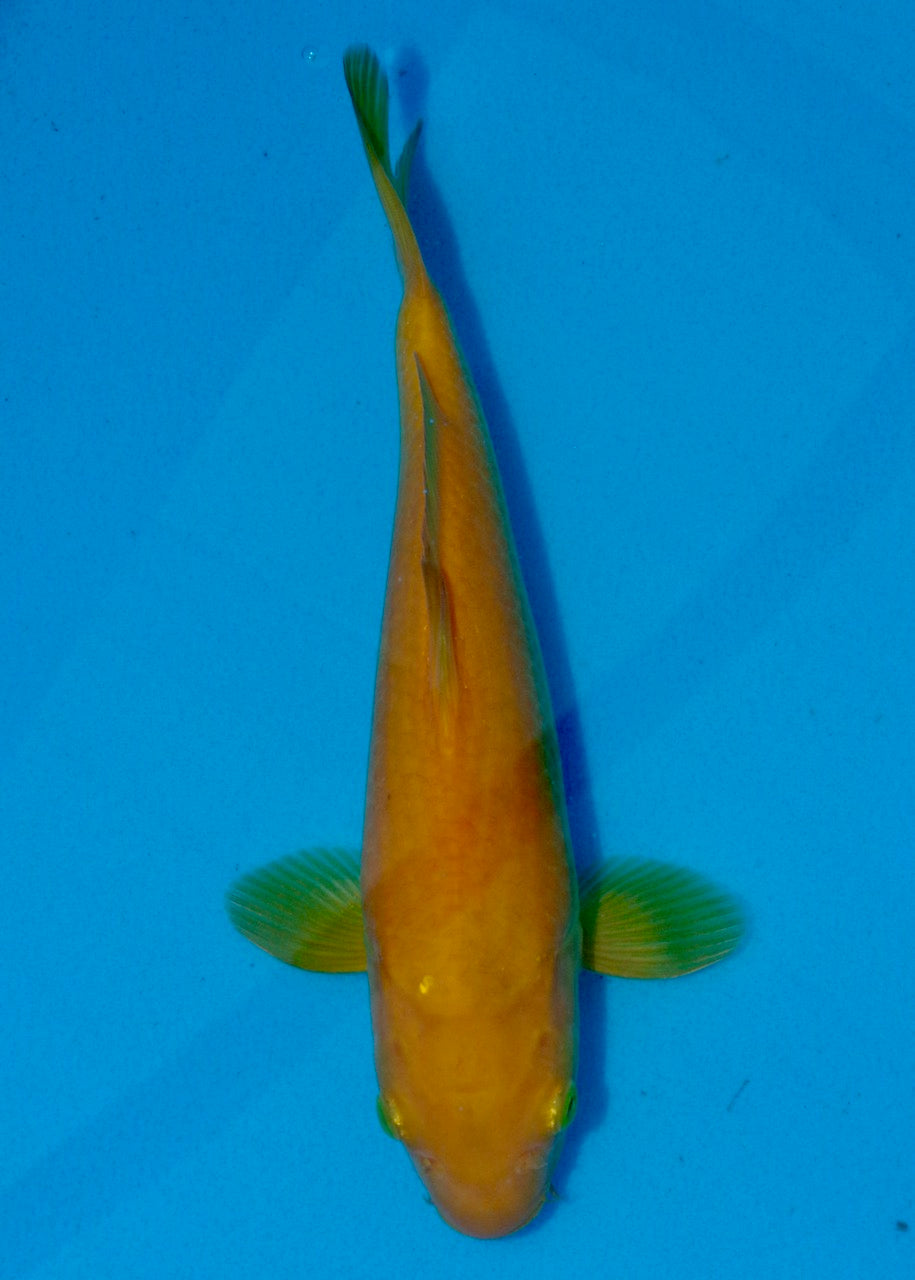 26cm Karashigoi REF SRL03-093