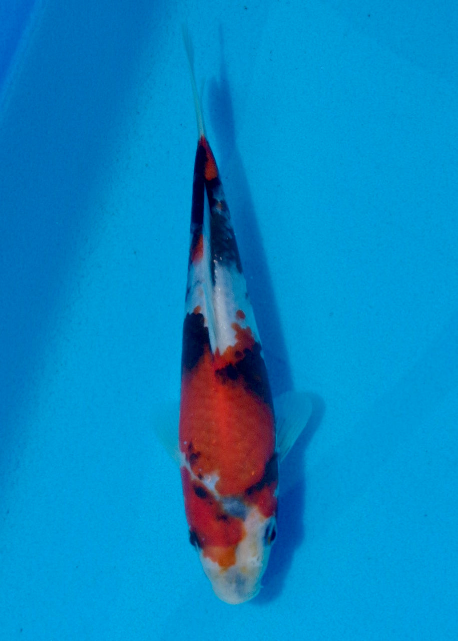 20.5cm Showa REF SRL03-094 – Byer Koi Farm