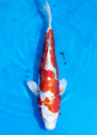 30cm Kikusui REF SRL03-095