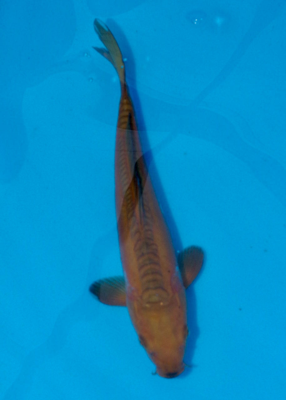 28cm Doitsu Chagoi REF SRL03-097