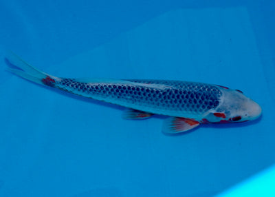 31cm Asagi REF SRL03-078