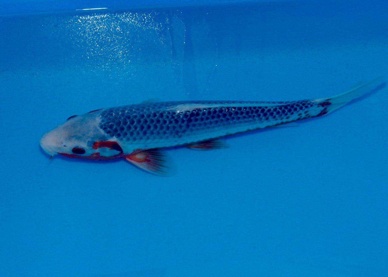 31cm Asagi REF SRL03-078