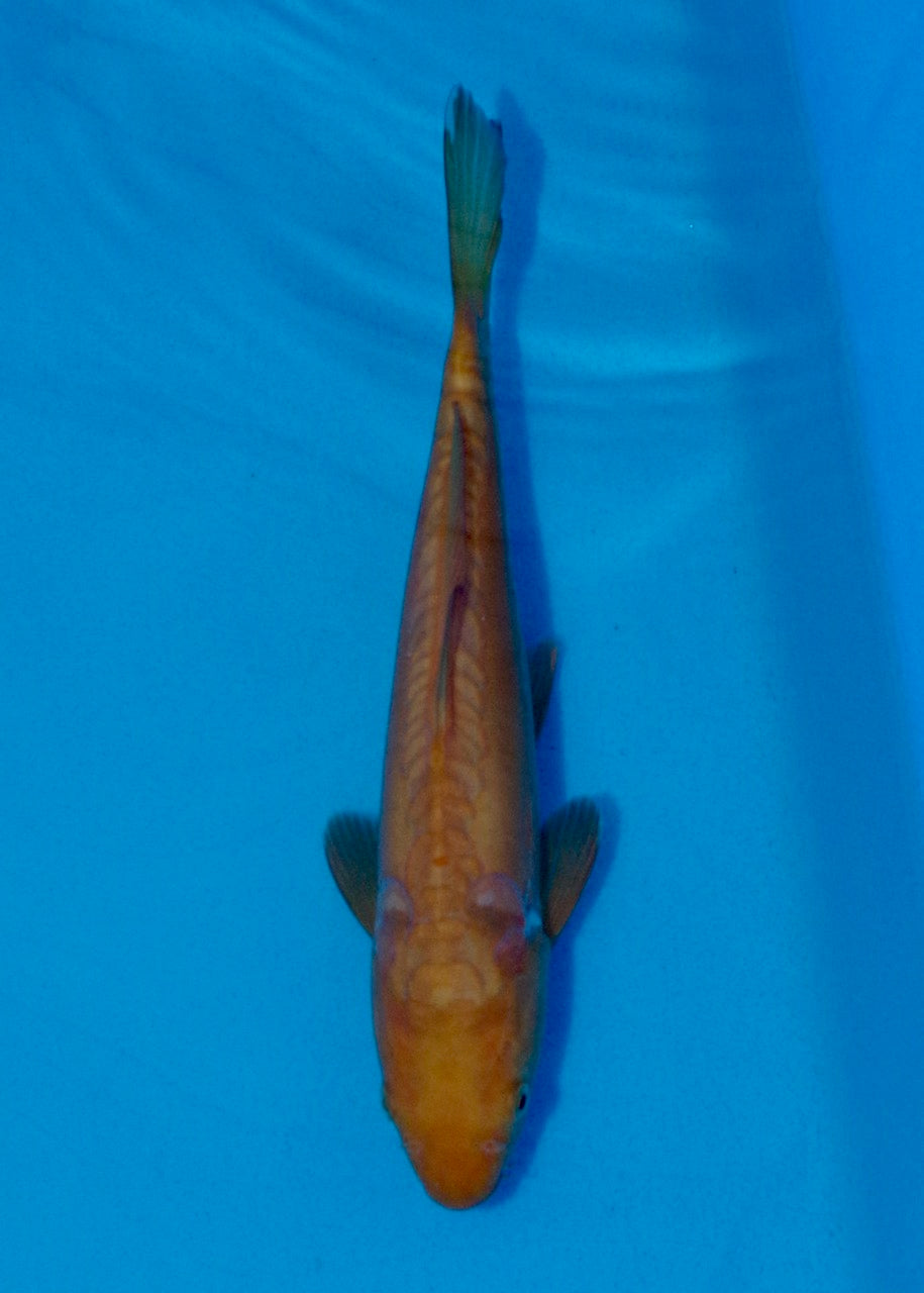 28cm Doitsu Chagoi REF SRL03-080