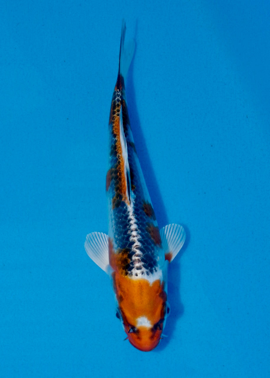 23cm Kujaku REF SRL03-083