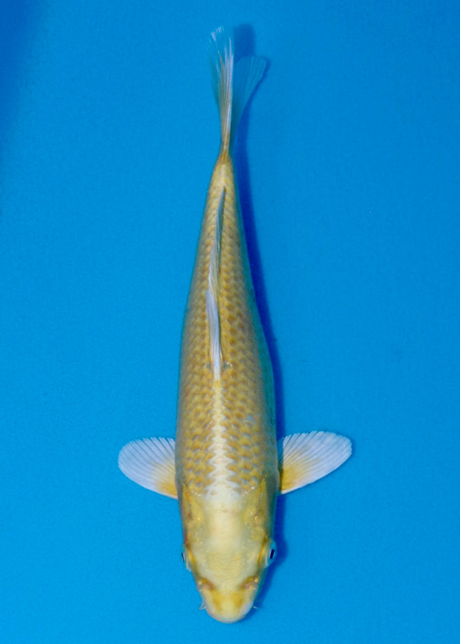 26cm Yamabuki REF SRL03-108