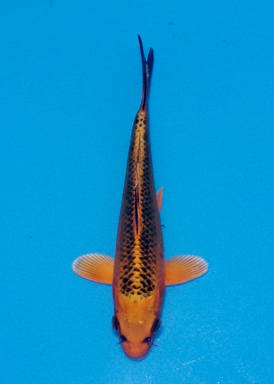 20cm Kin Matsuba REF SRL03-110