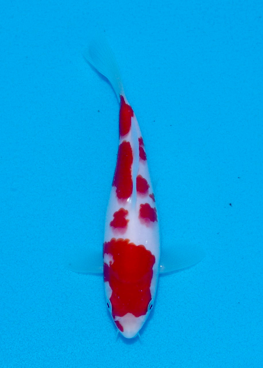 19cm Kohaku REF SRL03-111