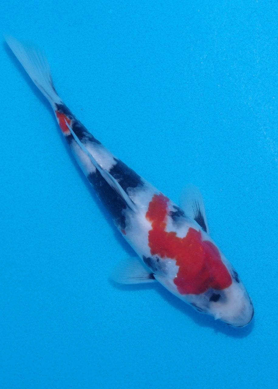 20cm Showa REF SRL03-101