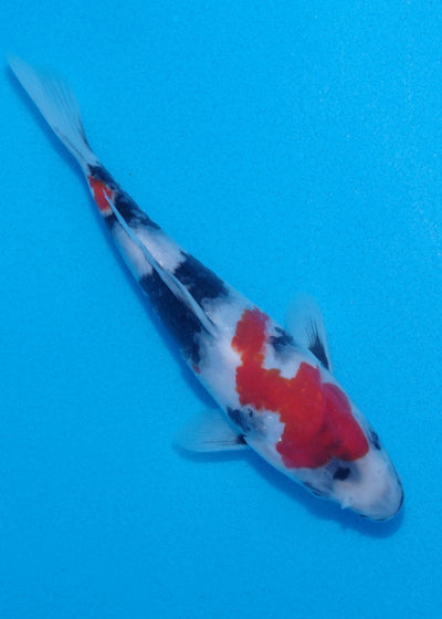 20cm Showa REF SRL03-101
