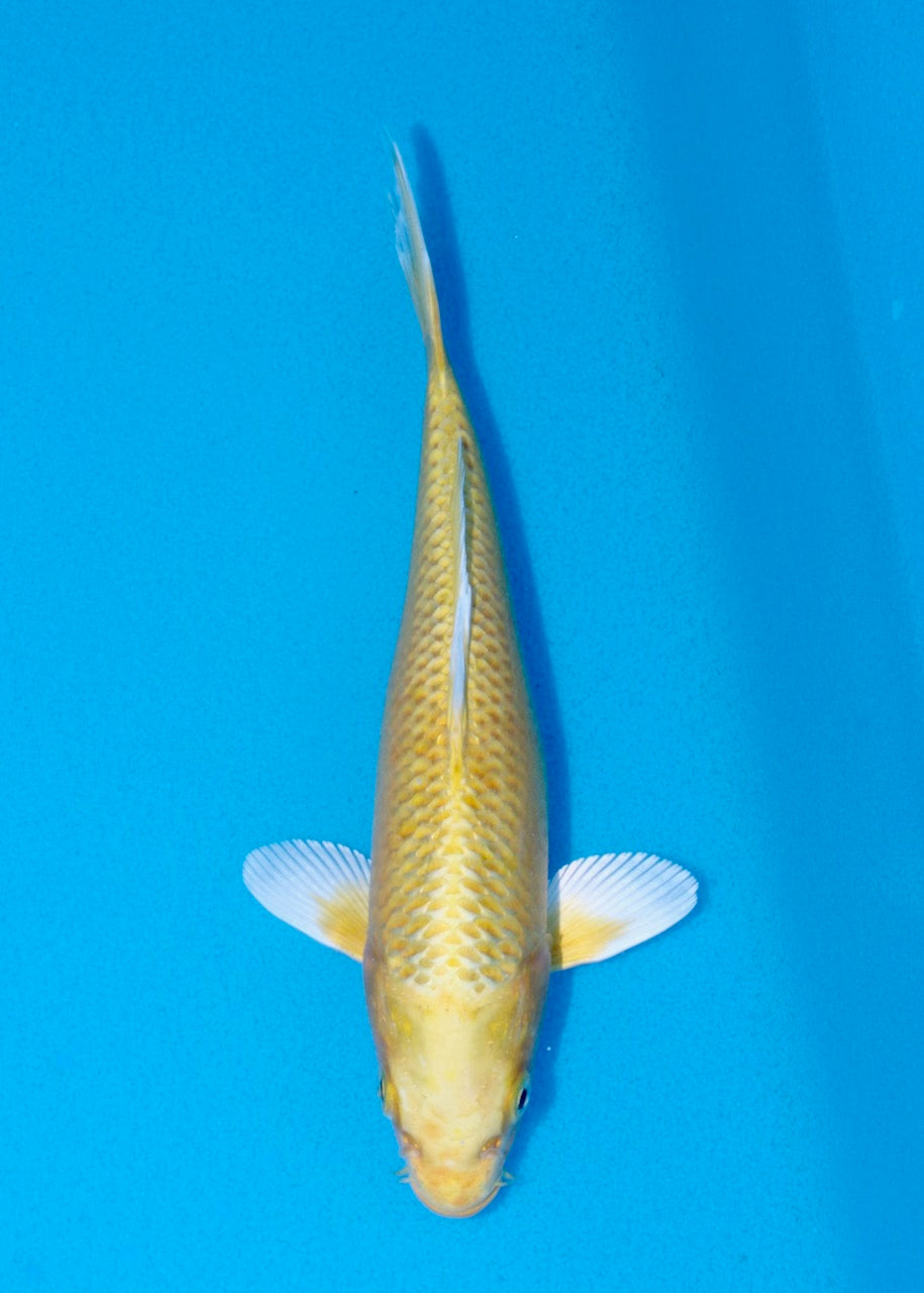 21cm Yamabuki REF SRL03-103