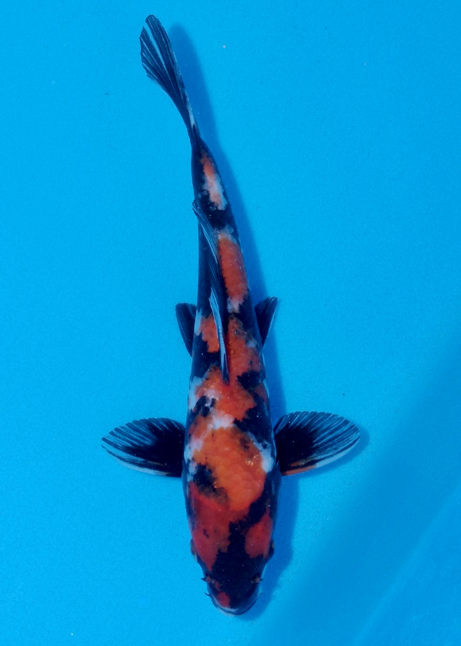 26cm Showa REF SRL03-104