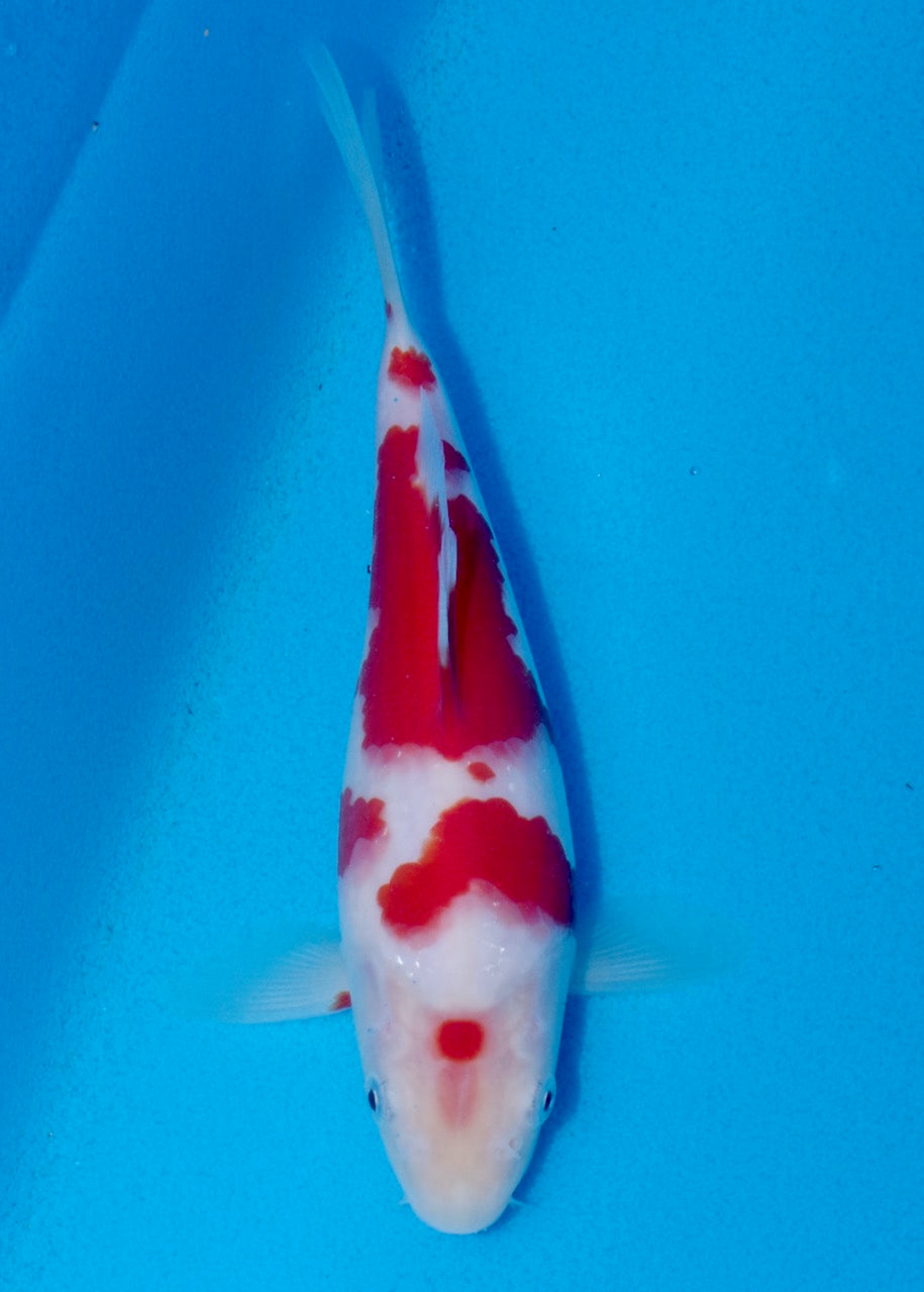 20.5cm Kohaku REF SRL03-105