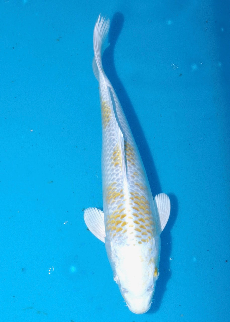 33cm Hariwake REF S22_220