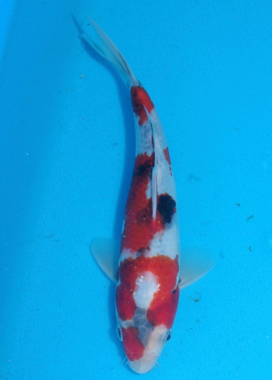 25cm Showa REF S22_222