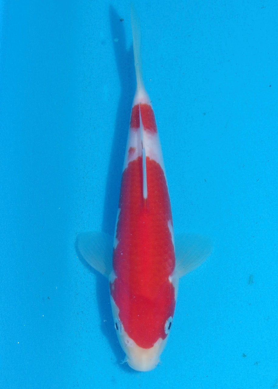 21cm Kohaku REF S22_223