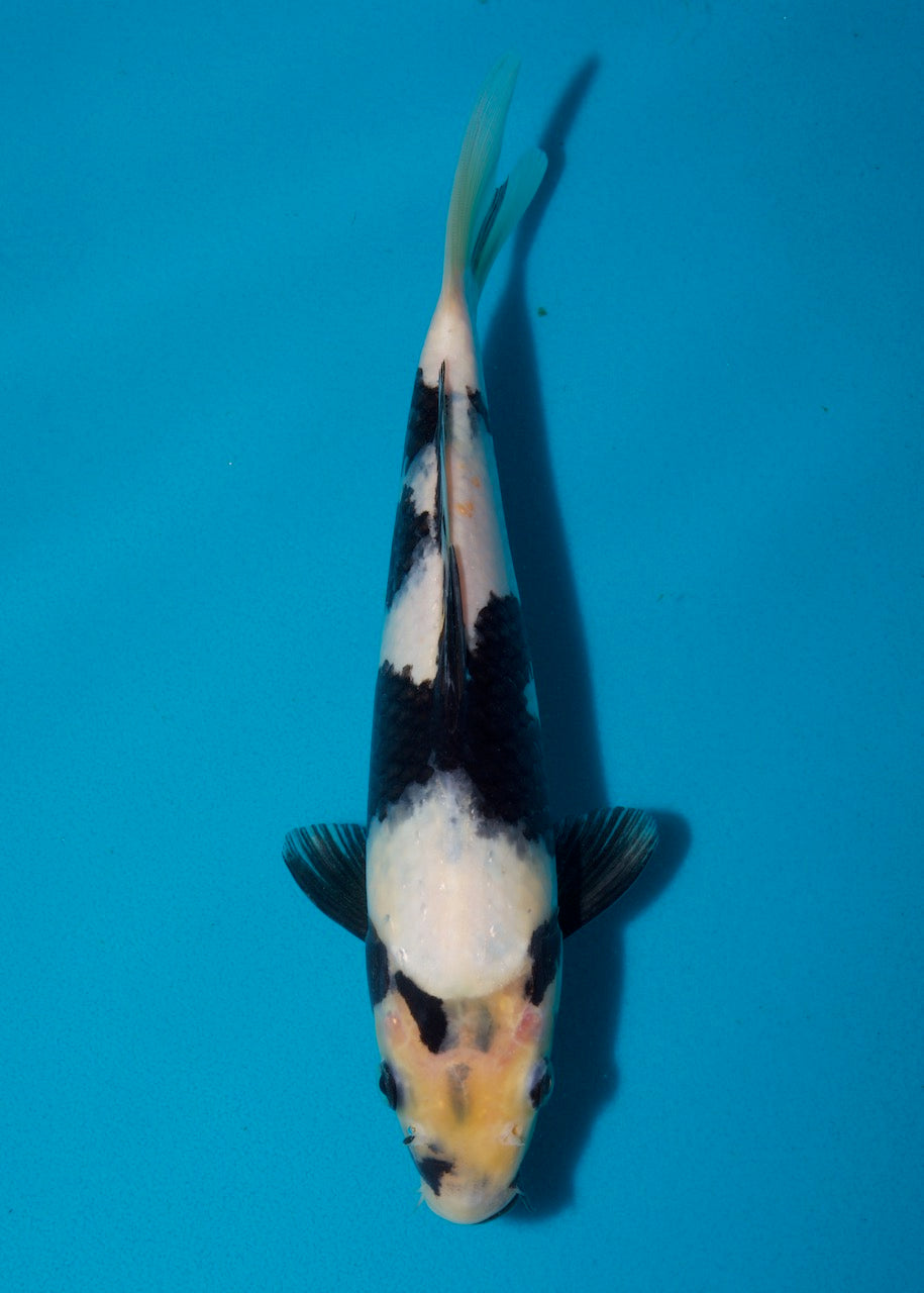 25cm Shiro Utsuri REF S22_211