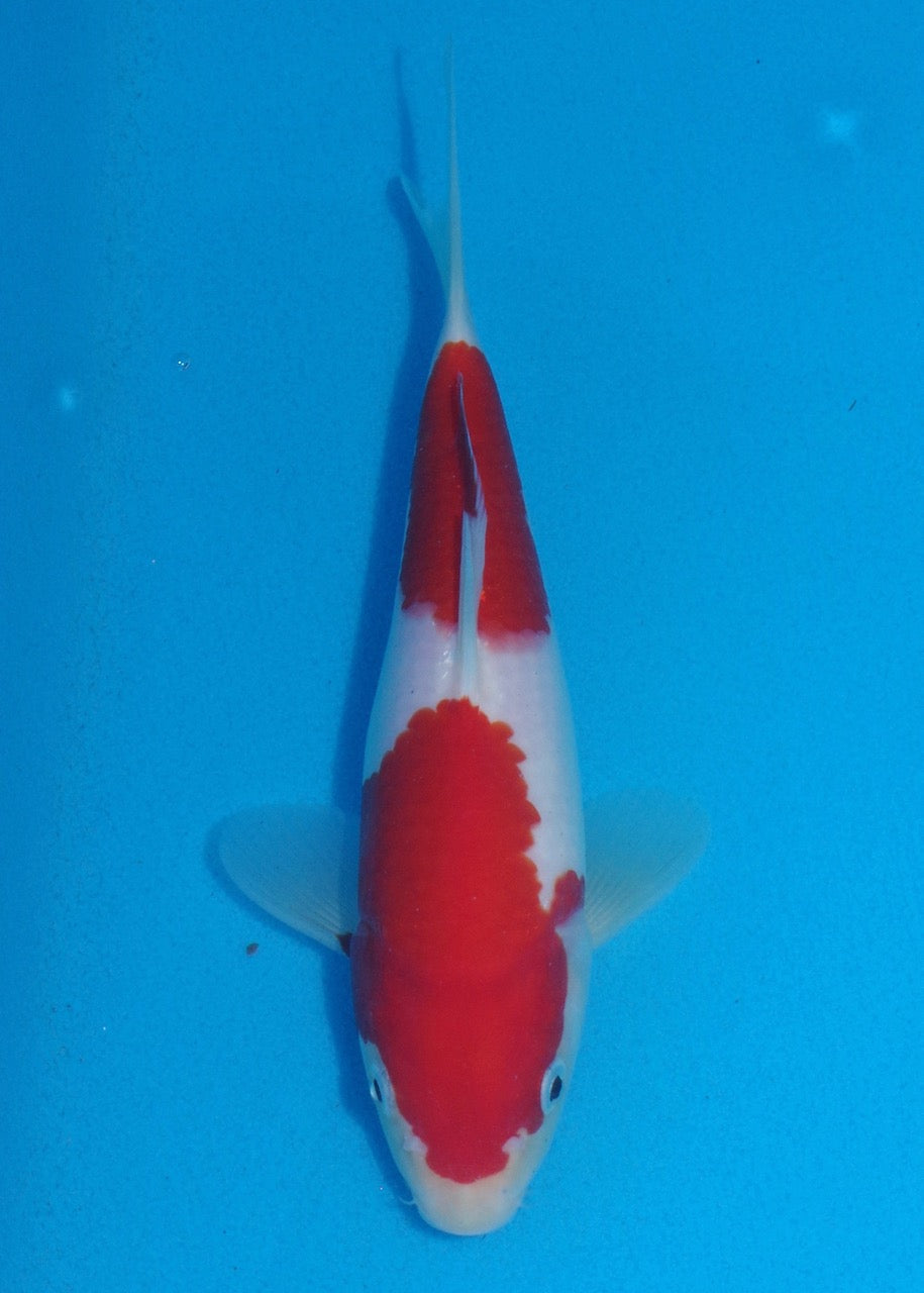 23cm Kohaku REF S22_214