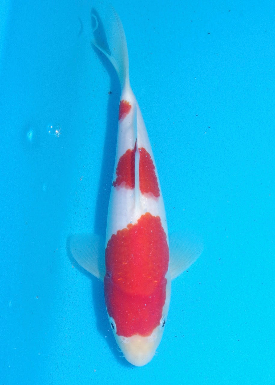 22.5cm Kohaku REF S22_216