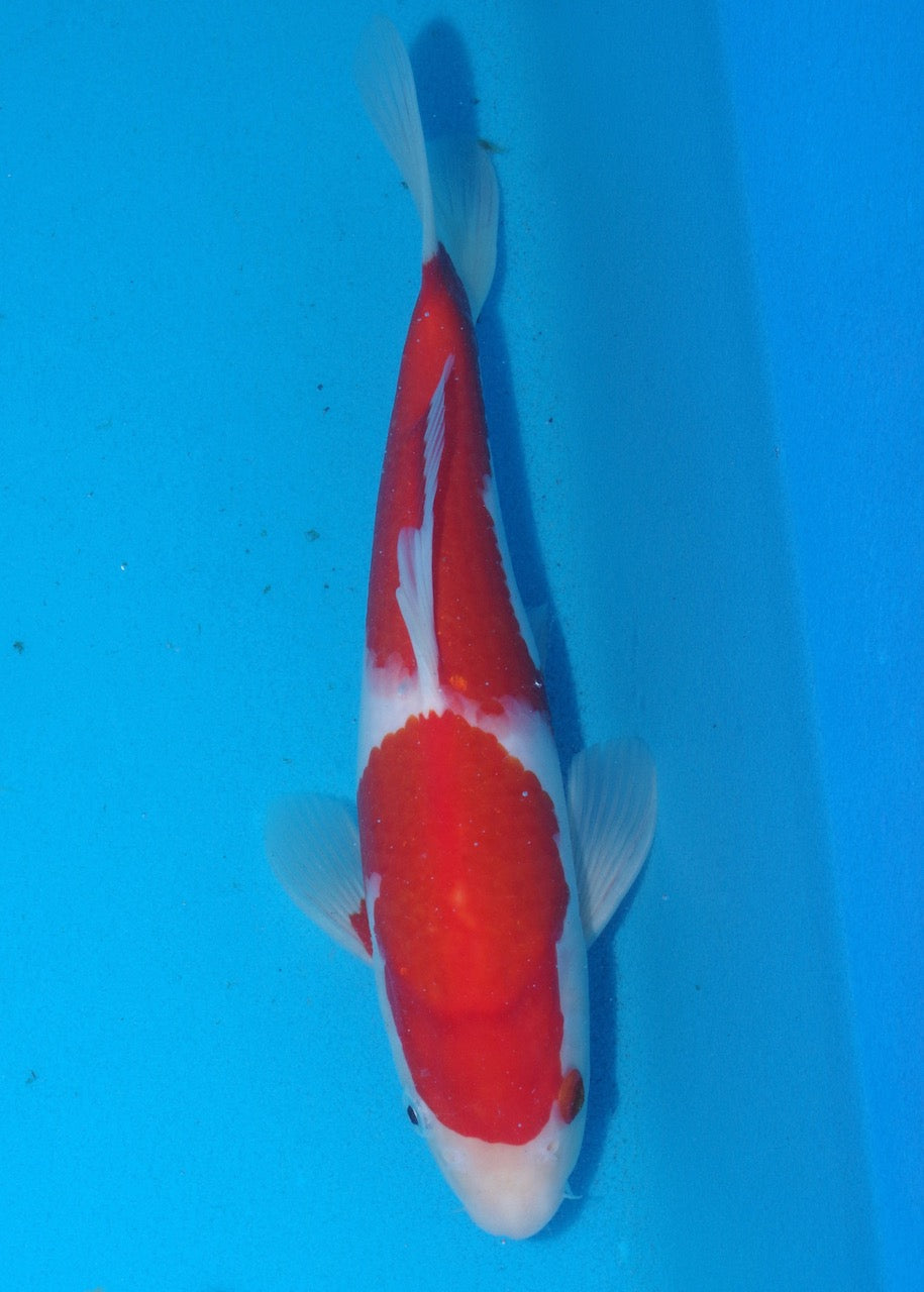 27cm Kohaku REF S22_217
