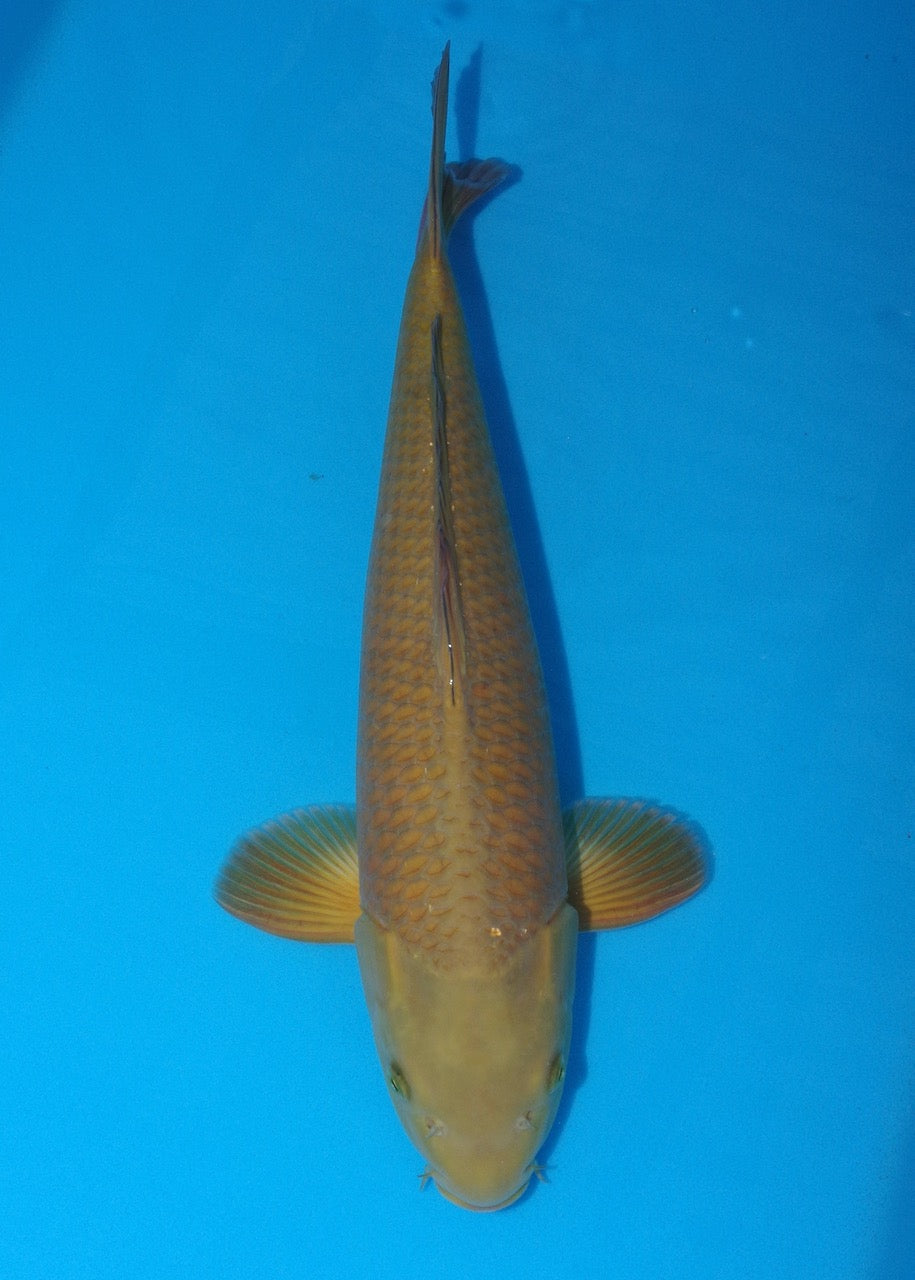 50.5cm Chagoi (Oakly) REF S22_238