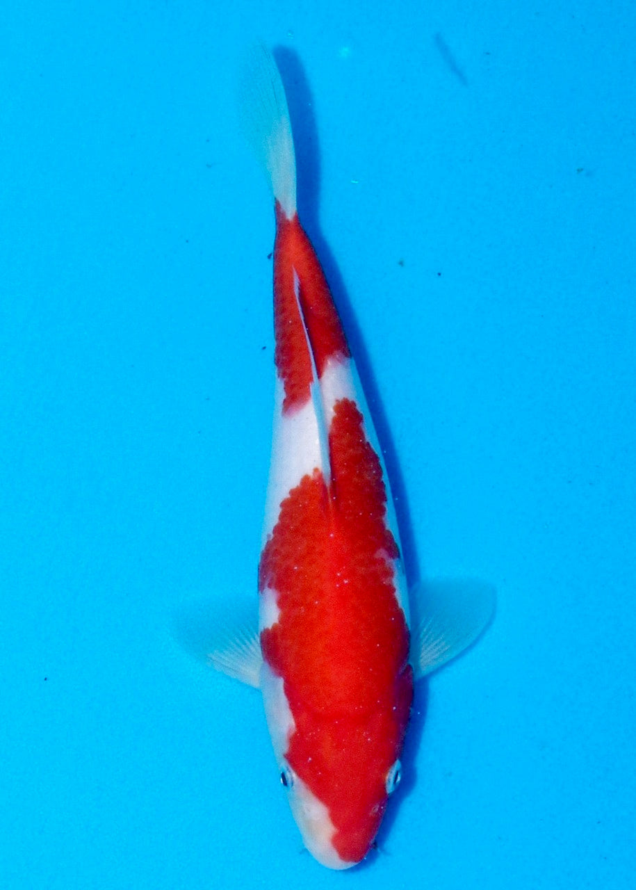 25cm Kohaku REF S22_202