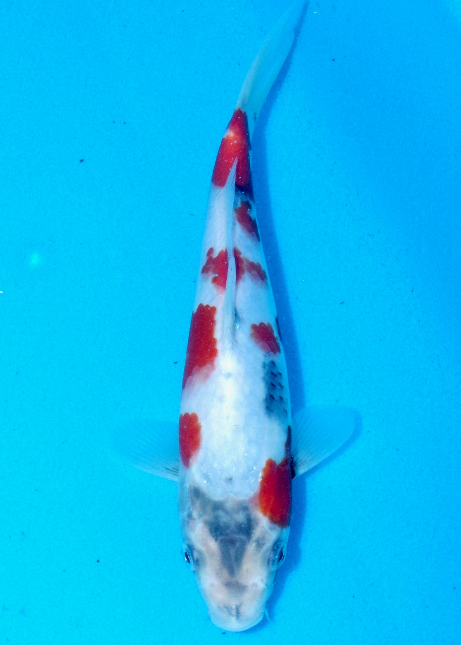 24cm Showa REF S22_204