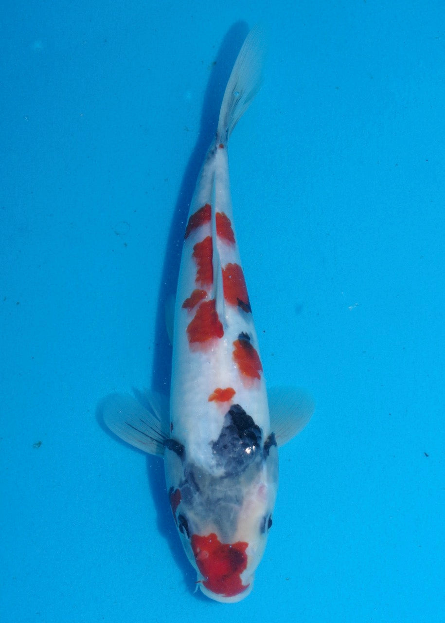 28.5cm Showa REF S22_205