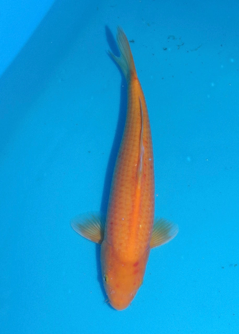 38cm Karashigoi (Mango) REF S22_209