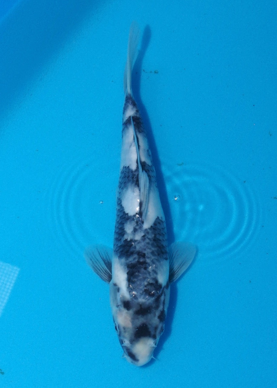 29cm Shiro Utsuri REF S22_194