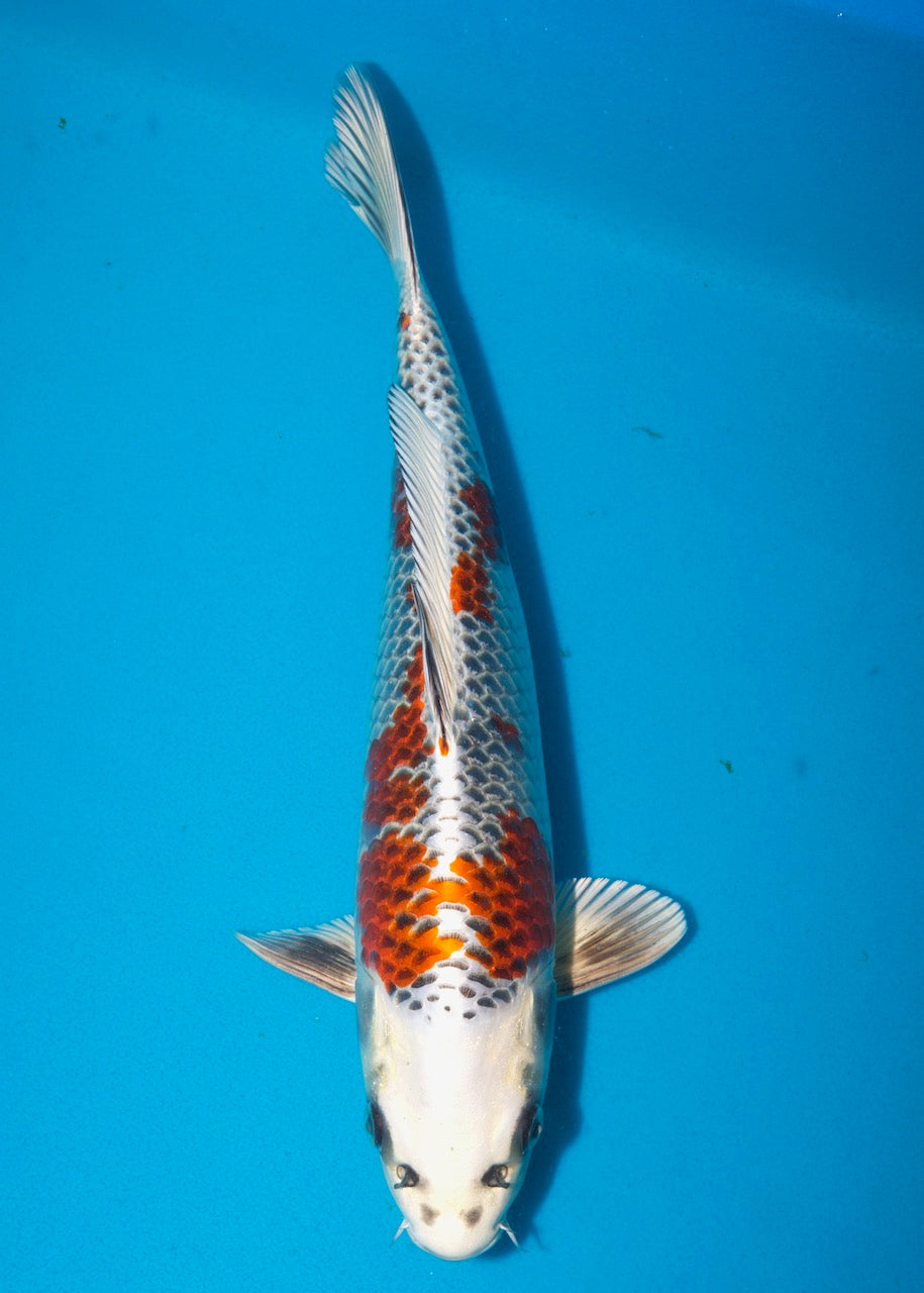 34cm Kujaku REF S22_150